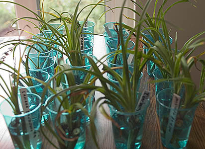 Daylily Proliferations in cups of water