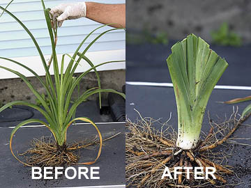 Properly Trimmer Daylily Fan for Transplanting