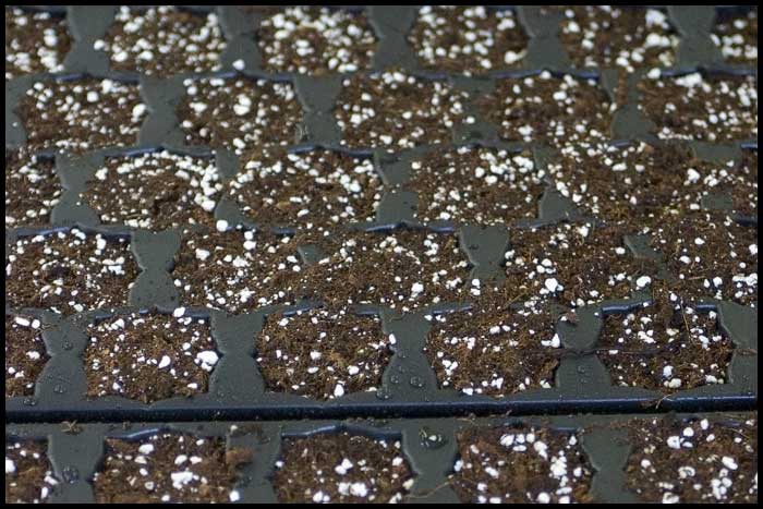 001d-Seedtray-Prep