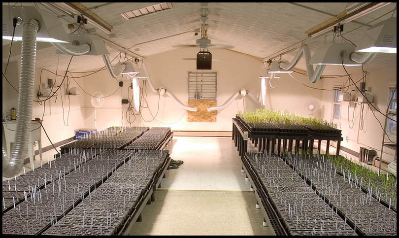 002_Next_Year_s_Daylily_Seedlings