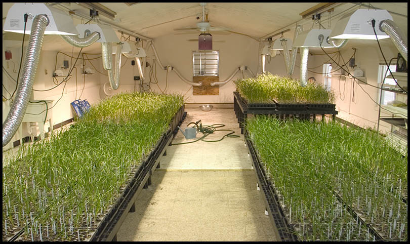 003_Next_Year_s_Daylily_Seedlings