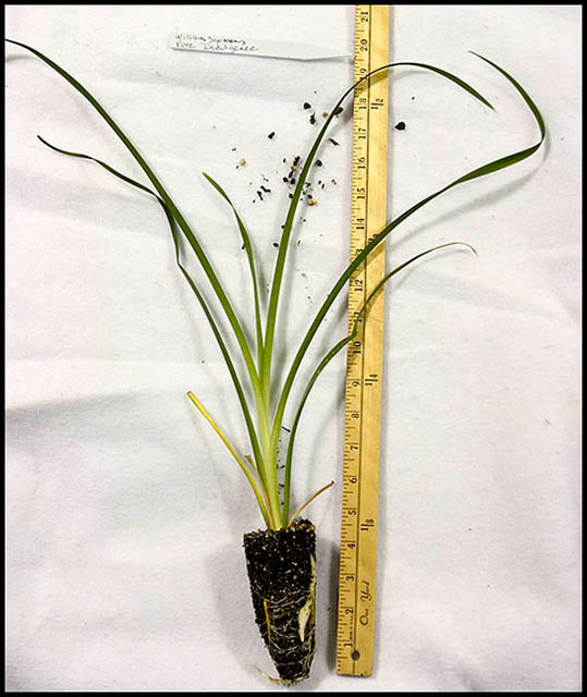 004_Transplant_at_5_weeks