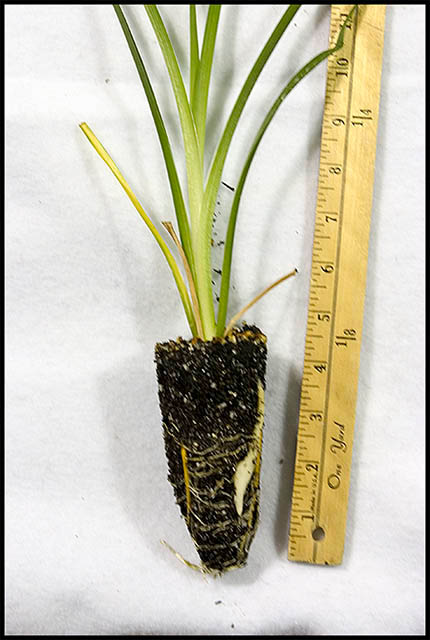 005_Root_Ball_5_weeks