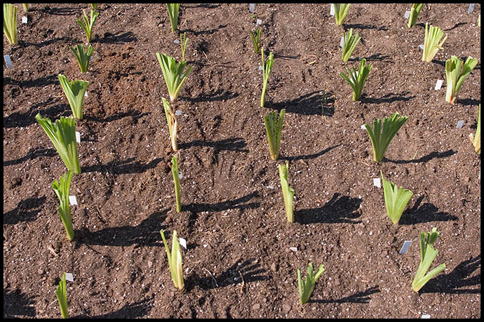 011_Seedlings_Lined_Out