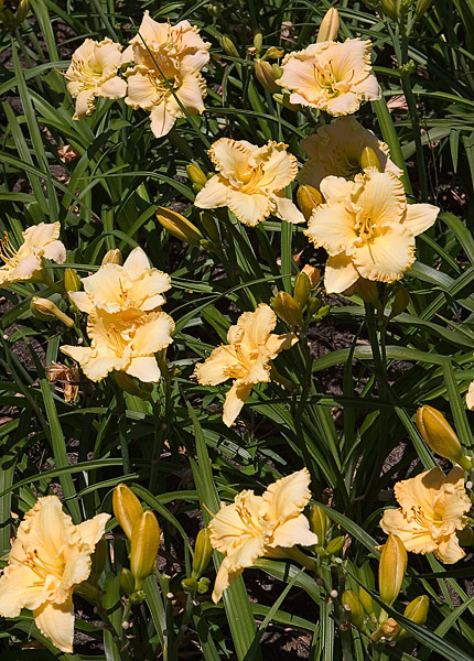 Daylily-Beds-Golden-Glow