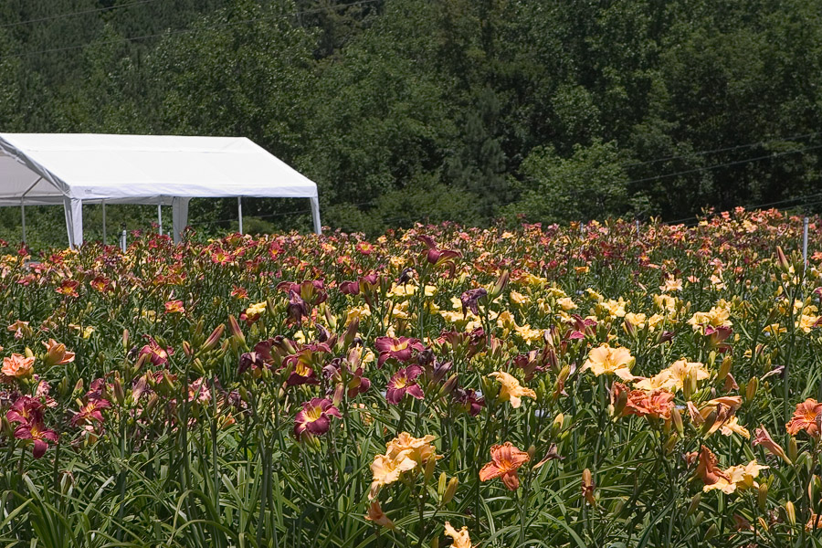 Daylily-Garden-Beds-001