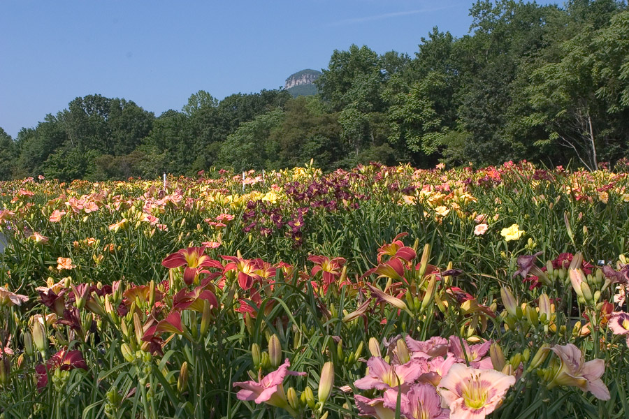 Daylily-Garden-Beds-002