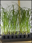 007_Daylily_Seedlings_7_weeks.jpg