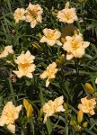 Daylily-Beds-Golden-Glow.jpg