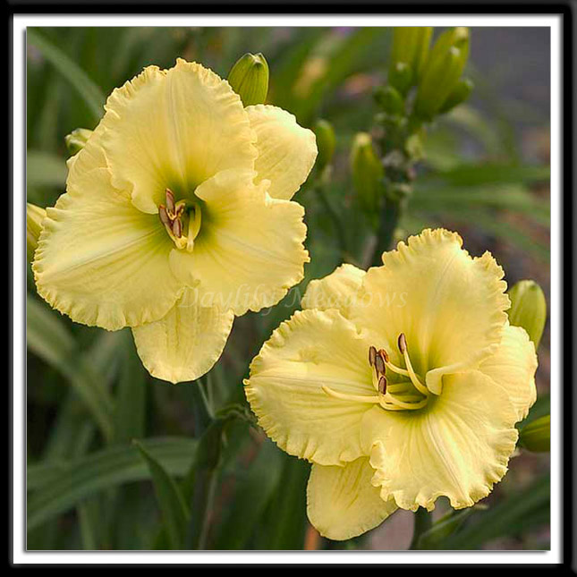 Lemon-Intrigue-002
