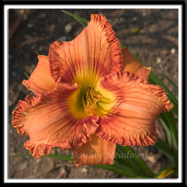 Mighty-Marigold-001