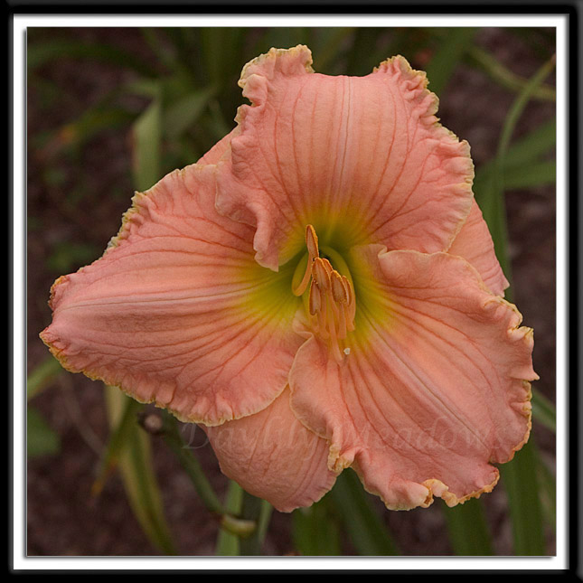 Pink-Mimosa-003