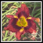 00011c.jpg