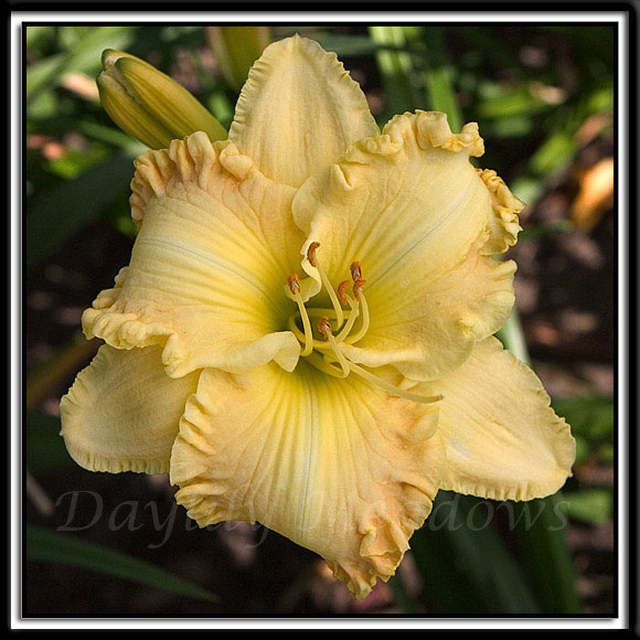 Daylily-Magic-Released-959