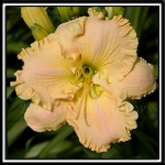 Daylily-Blissful-Moment-995.jpg