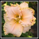 Daylily-Champagne-Socialite-036.jpg