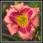 Daylily-Cosmic-Lover-944.jpg