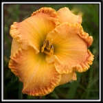 Daylily-Mango-Paradise-303.jpg