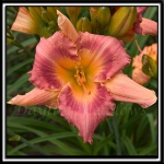 Daylily-Mrs-Krabappel-006.jpg