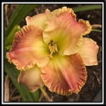 Daylily-Party-Dance-373.jpg