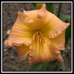 Daylily-Passionate-Peach-379.jpg