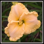 Daylily-Rippled-Custard-008.jpg