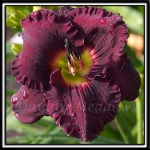 Daylily-Starless-Night-355.jpg