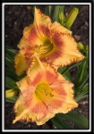 Daylily-Stout-And-Stippled-1067.jpg