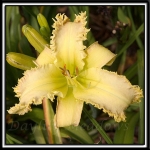 Daylily-Wild-Planet-1008.jpg