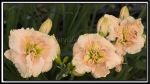 Daylily-Z-Tiki-God_012.jpg